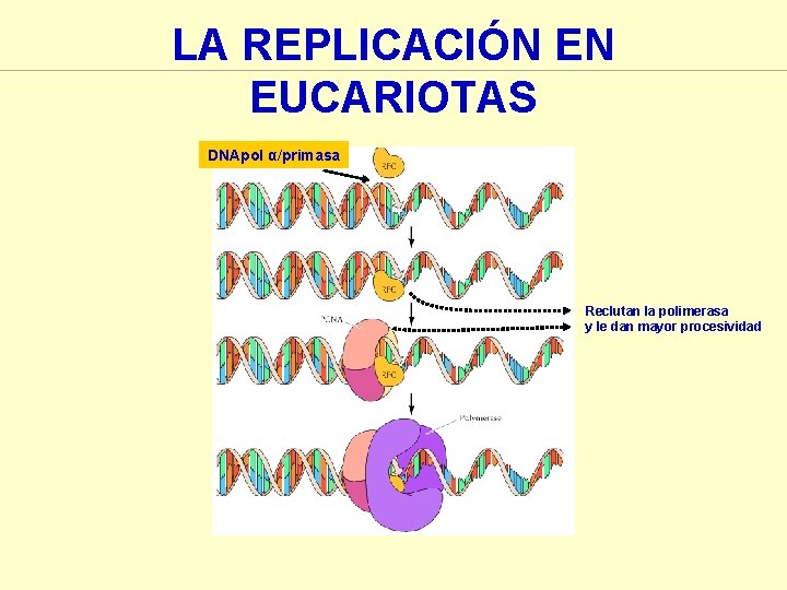 LA REPLICACIÓN EN EUCARIOTAS DNApol α/primasa Reclutan la polimerasa y le dan mayor procesividad