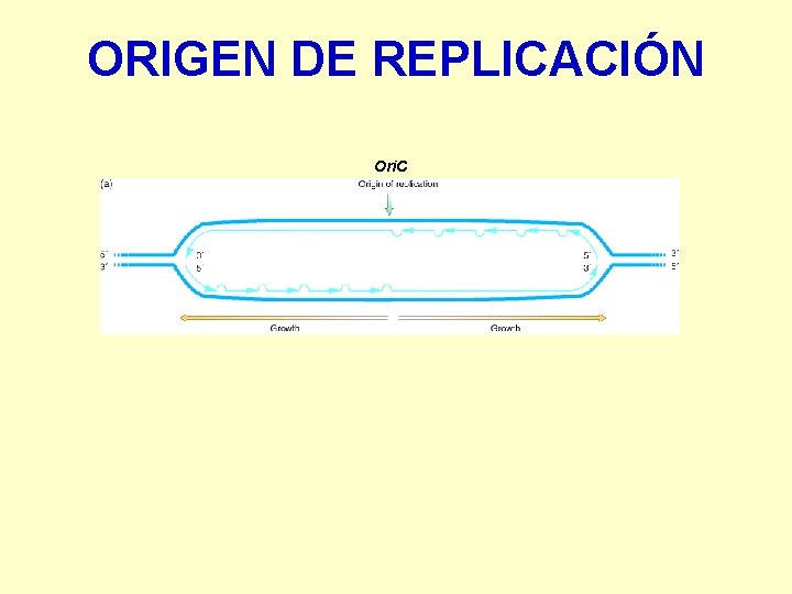 ORIGEN DE REPLICACIÓN Ori. C 