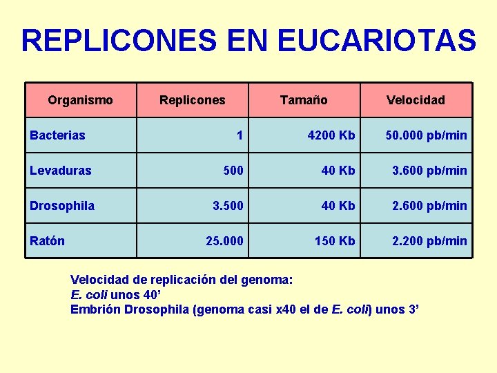 REPLICONES EN EUCARIOTAS Organismo Bacterias Replicones Tamaño Velocidad 1 4200 Kb 50. 000 pb/min