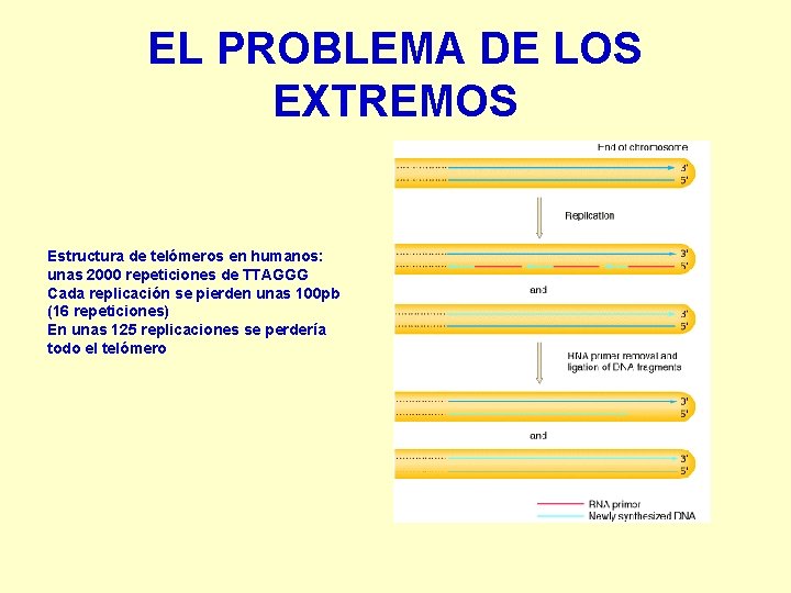 EL PROBLEMA DE LOS EXTREMOS Estructura de telómeros en humanos: unas 2000 repeticiones de