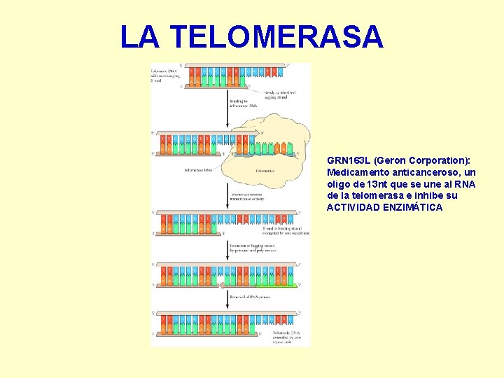 LA TELOMERASA GRN 163 L (Geron Corporation): Medicamento anticanceroso, un oligo de 13 nt