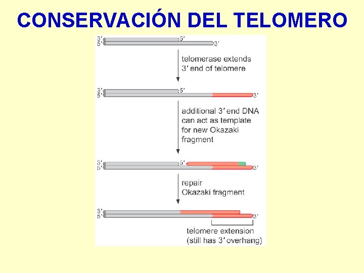CONSERVACIÓN DEL TELOMERO 
