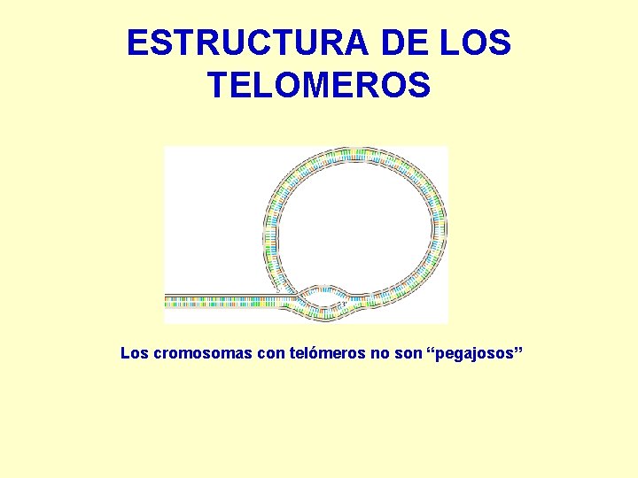 ESTRUCTURA DE LOS TELOMEROS Los cromosomas con telómeros no son “pegajosos” 