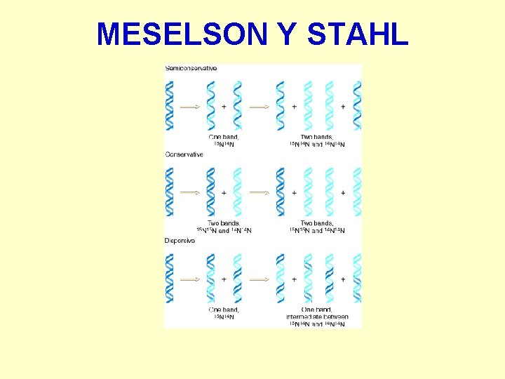 MESELSON Y STAHL 