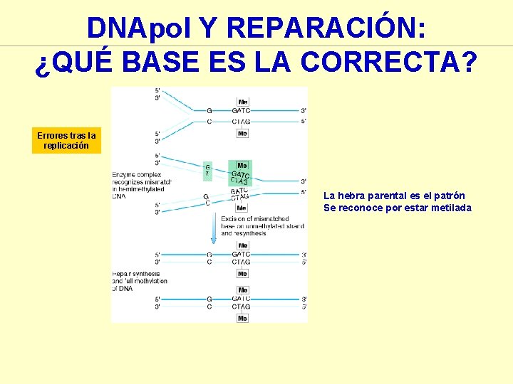 DNApol Y REPARACIÓN: ¿QUÉ BASE ES LA CORRECTA? Errores tras la replicación La hebra