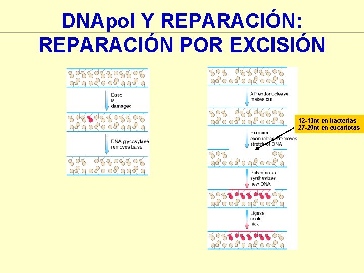 DNApol Y REPARACIÓN: REPARACIÓN POR EXCISIÓN 12 -13 nt en bacterias 27 -29 nt