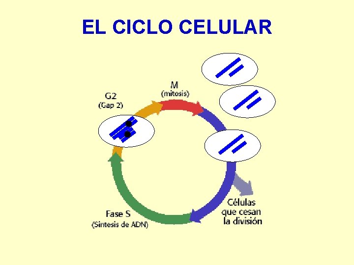 EL CICLO CELULAR 