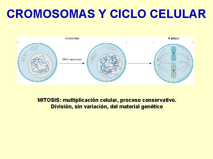 CROMOSOMAS Y CICLO CELULAR MITOSIS: multiplicación celular, proceso conservativo. División, sin variación, del material