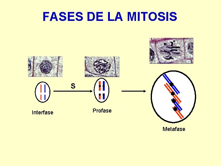 FASES DE LA MITOSIS S Interfase Profase Metafase 