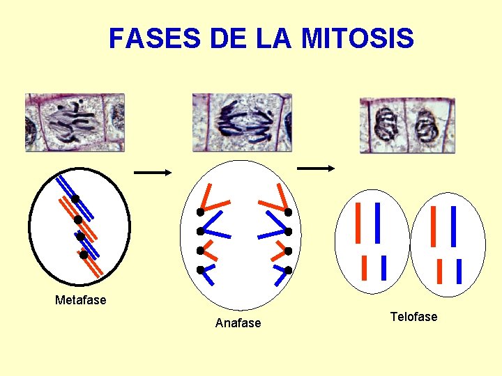 FASES DE LA MITOSIS Metafase Anafase Telofase 