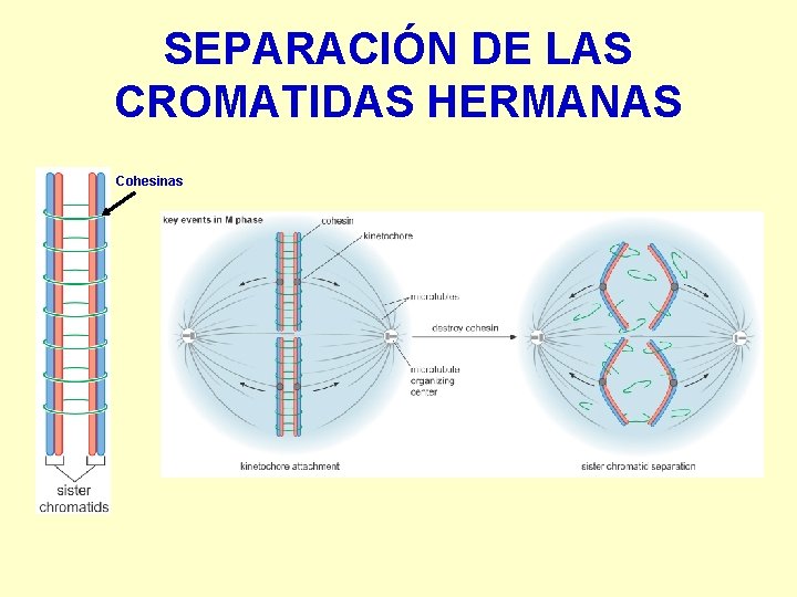 SEPARACIÓN DE LAS CROMATIDAS HERMANAS Cohesinas 