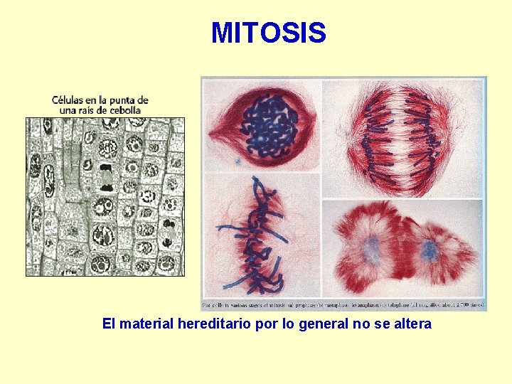 MITOSIS El material hereditario por lo general no se altera 