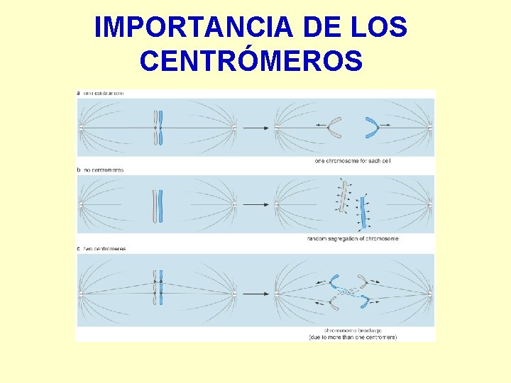 IMPORTANCIA DE LOS CENTRÓMEROS 