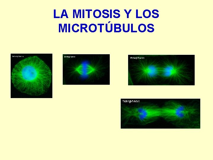LA MITOSIS Y LOS MICROTÚBULOS 