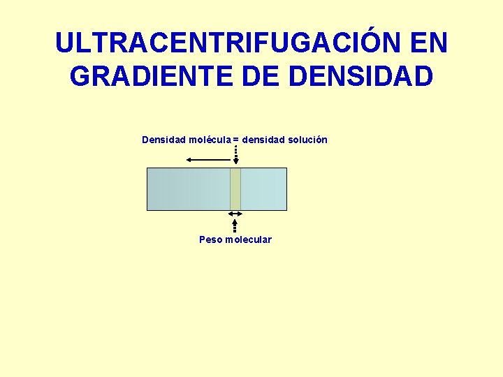 ULTRACENTRIFUGACIÓN EN GRADIENTE DE DENSIDAD Densidad molécula = densidad solución Peso molecular 