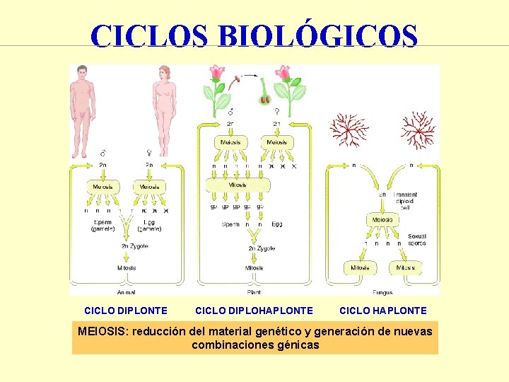 CICLOS BIOLÓGICOS CICLO DIPLONTE CICLO DIPLOHAPLONTE CICLO HAPLONTE MEIOSIS: reducción del material genético y