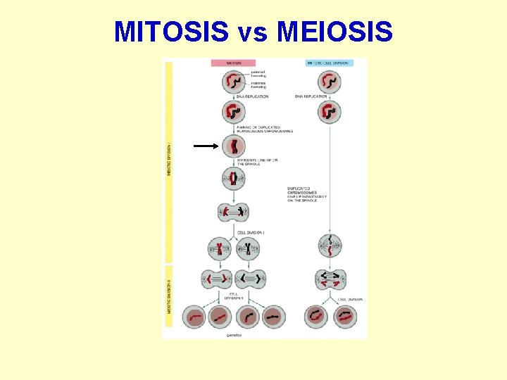 MITOSIS vs MEIOSIS 