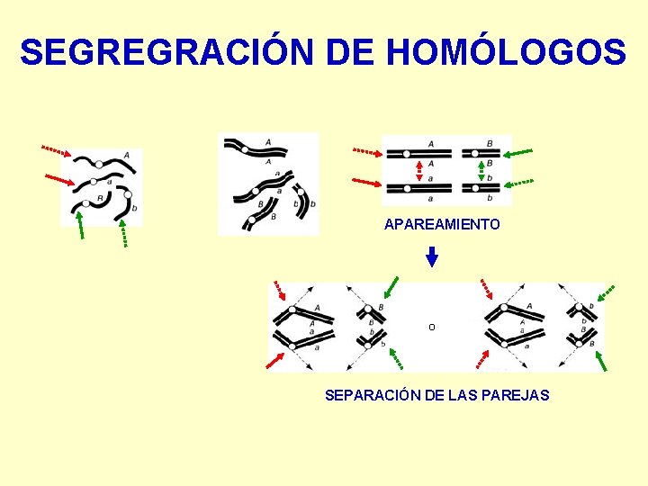 SEGREGRACIÓN DE HOMÓLOGOS APAREAMIENTO O SEPARACIÓN DE LAS PAREJAS 
