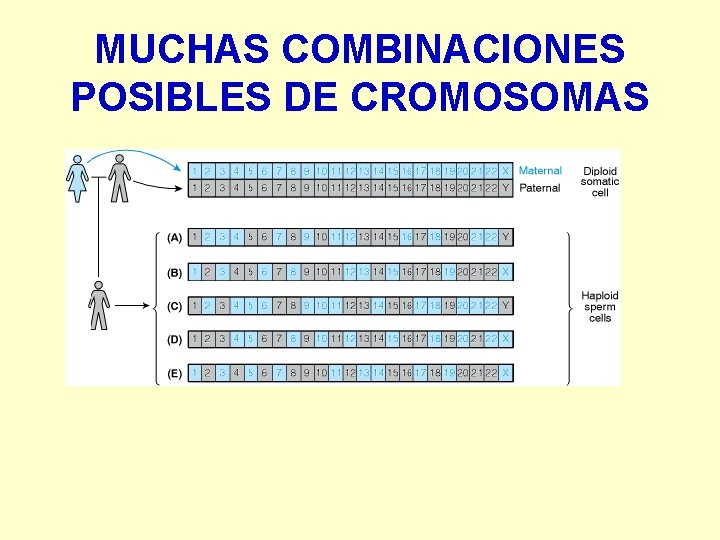 MUCHAS COMBINACIONES POSIBLES DE CROMOSOMAS 