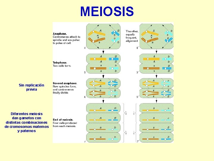 MEIOSIS Sin replicación previa Diferentes meiosis dan gametos con distintas combinaciones de cromosomas maternos