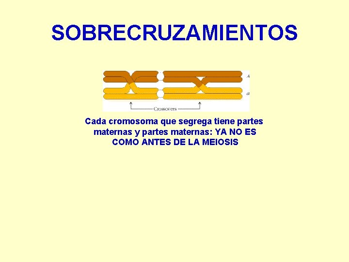 SOBRECRUZAMIENTOS Cada cromosoma que segrega tiene partes maternas y partes maternas: YA NO ES
