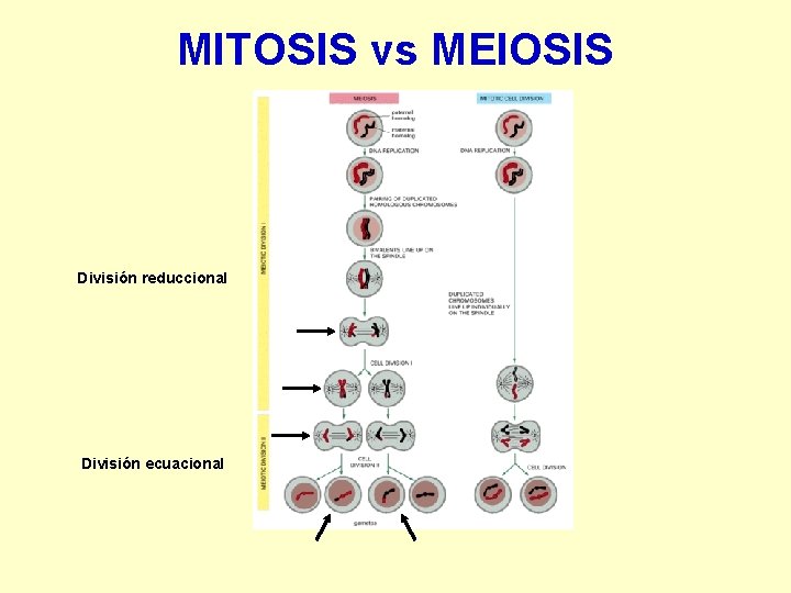 MITOSIS vs MEIOSIS División reduccional División ecuacional 