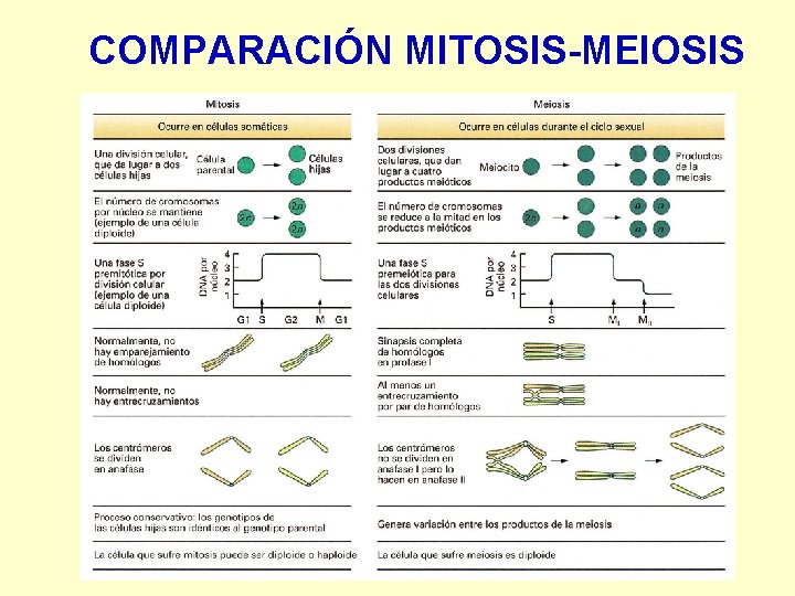 COMPARACIÓN MITOSIS-MEIOSIS 