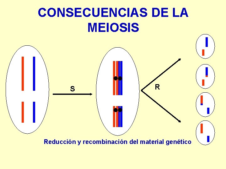 CONSECUENCIAS DE LA MEIOSIS S R Reducción y recombinación del material genético 