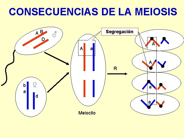 CONSECUENCIAS DE LA MEIOSIS AB D Segregación ♂ A A a A R b