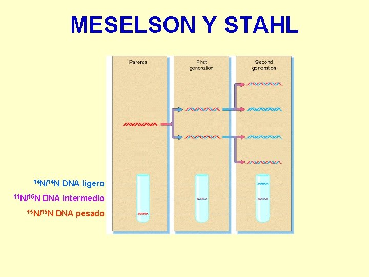 MESELSON Y STAHL 14 N/14 N 14 N/15 N DNA ligero DNA intermedio 15
