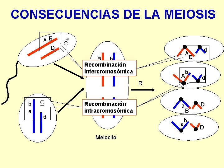 CONSECUENCIAS DE LA MEIOSIS AB D ♂ A B b Recombinación A a intercromosómica