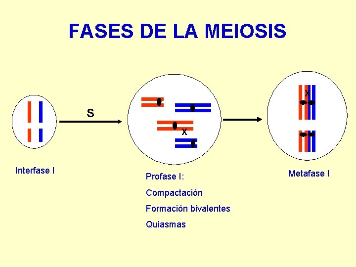 FASES DE LA MEIOSIS X Interfase I Profase I: Compactación Formación bivalentes Quiasmas Metafase