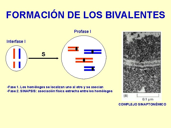 FORMACIÓN DE LOS BIVALENTES Profase I Interfase I S • Fase 1. Los homólogos