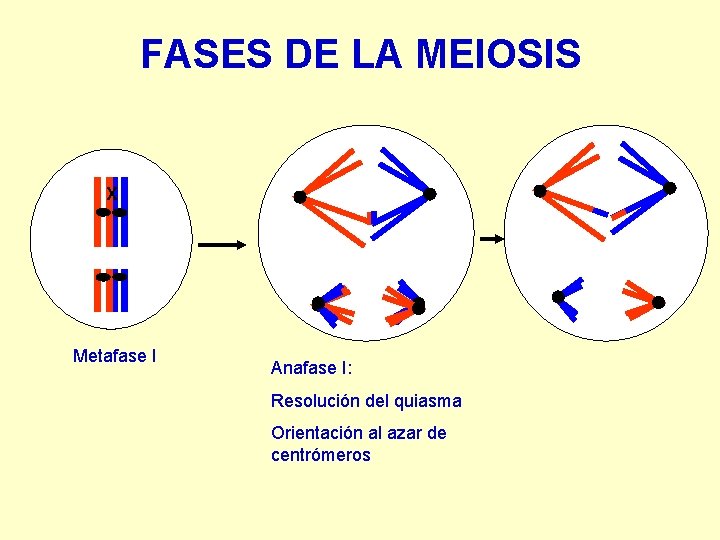 FASES DE LA MEIOSIS X Metafase I Anafase I: Resolución del quiasma Orientación al
