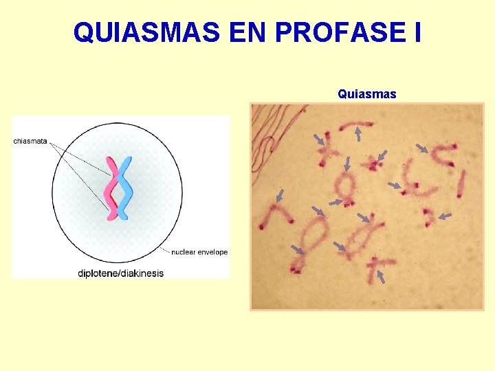 QUIASMAS EN PROFASE I Quiasmas 