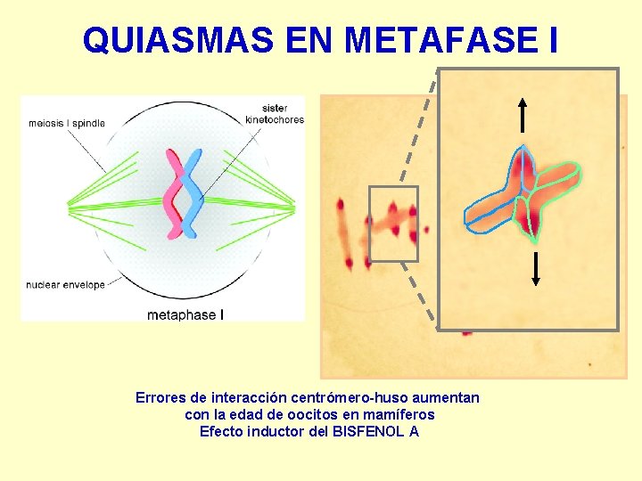 QUIASMAS EN METAFASE I Errores de interacción centrómero-huso aumentan con la edad de oocitos
