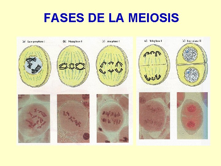 FASES DE LA MEIOSIS 