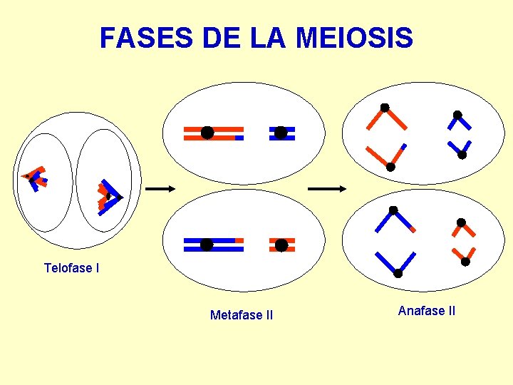 FASES DE LA MEIOSIS Telofase I Metafase II Anafase II 