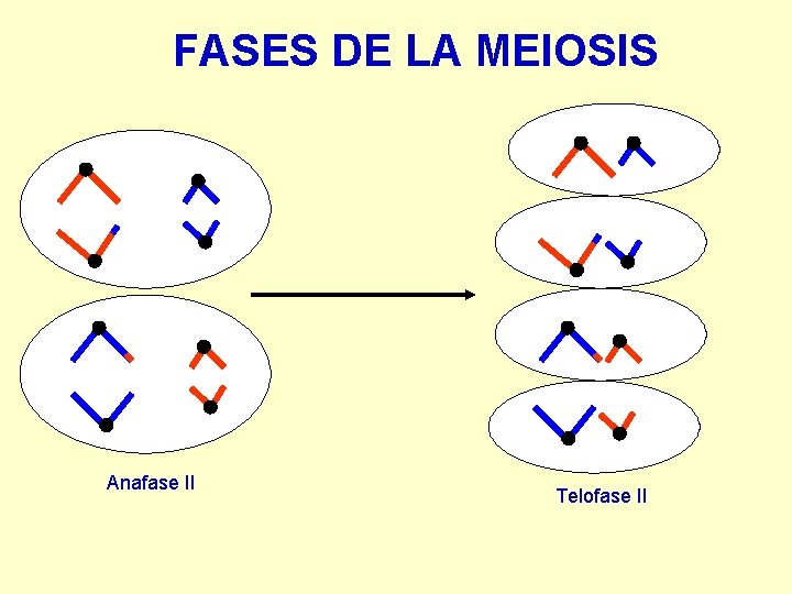 FASES DE LA MEIOSIS Anafase II Telofase II 