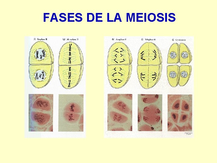 FASES DE LA MEIOSIS 