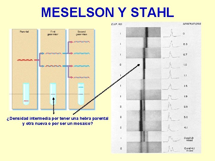 MESELSON Y STAHL ¿Densidad intermedia por tener una hebra parental y otra nueva o
