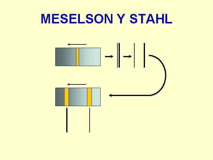 MESELSON Y STAHL 