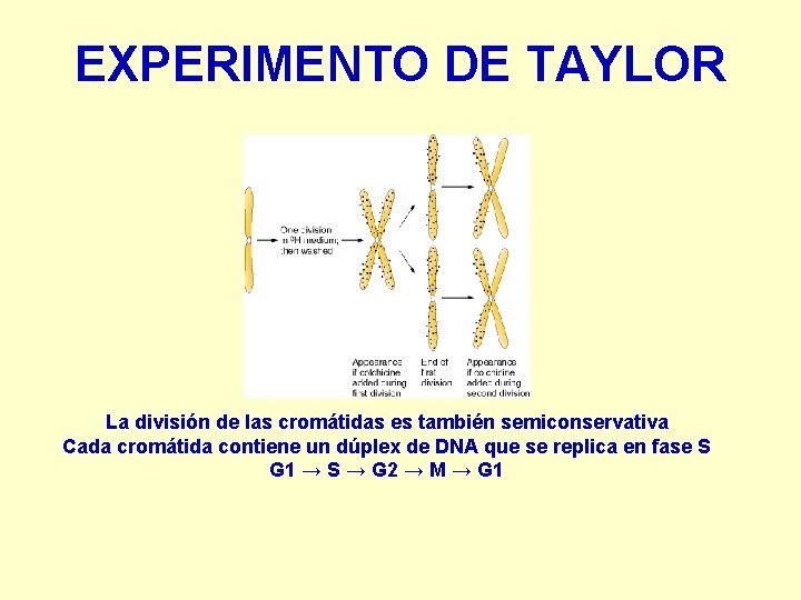 EXPERIMENTO DE TAYLOR La división de las cromátidas es también semiconservativa Cada cromátida contiene