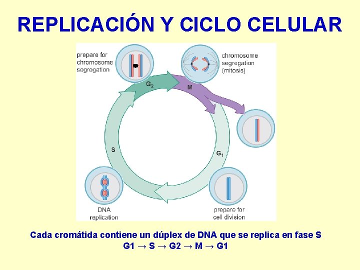 REPLICACIÓN Y CICLO CELULAR Cada cromátida contiene un dúplex de DNA que se replica