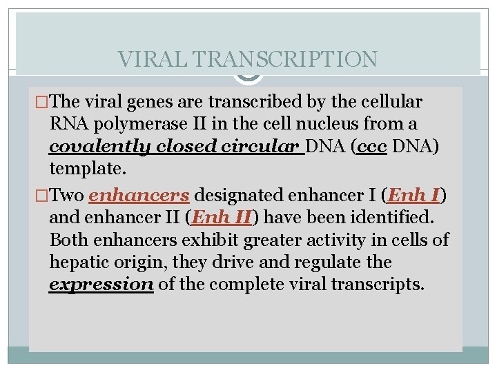 VIRAL TRANSCRIPTION �The viral genes are transcribed by the cellular RNA polymerase II in