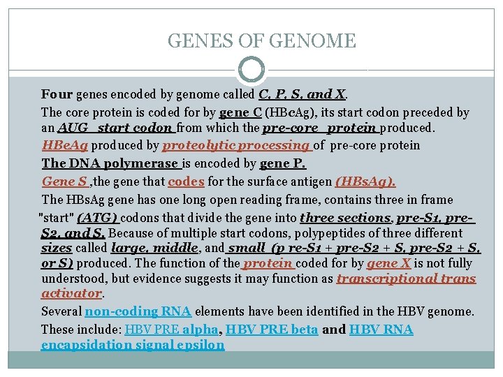 GENES OF GENOME Four genes encoded by genome called C, P, S, and X.