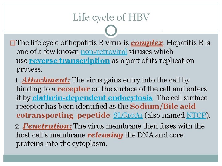 Life cycle of HBV � The life cycle of hepatitis B virus is complex.