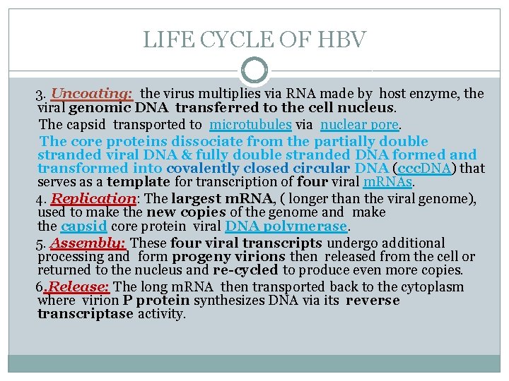 LIFE CYCLE OF HBV 3. Uncoating: the virus multiplies via RNA made by host
