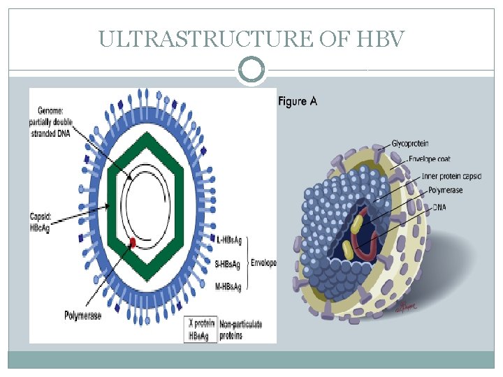 ULTRASTRUCTURE OF HBV 