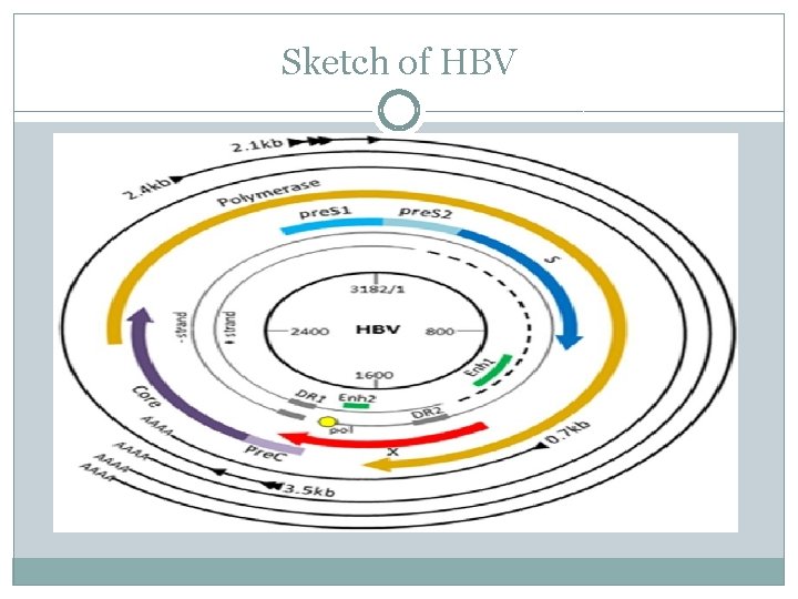 Sketch of HBV 
